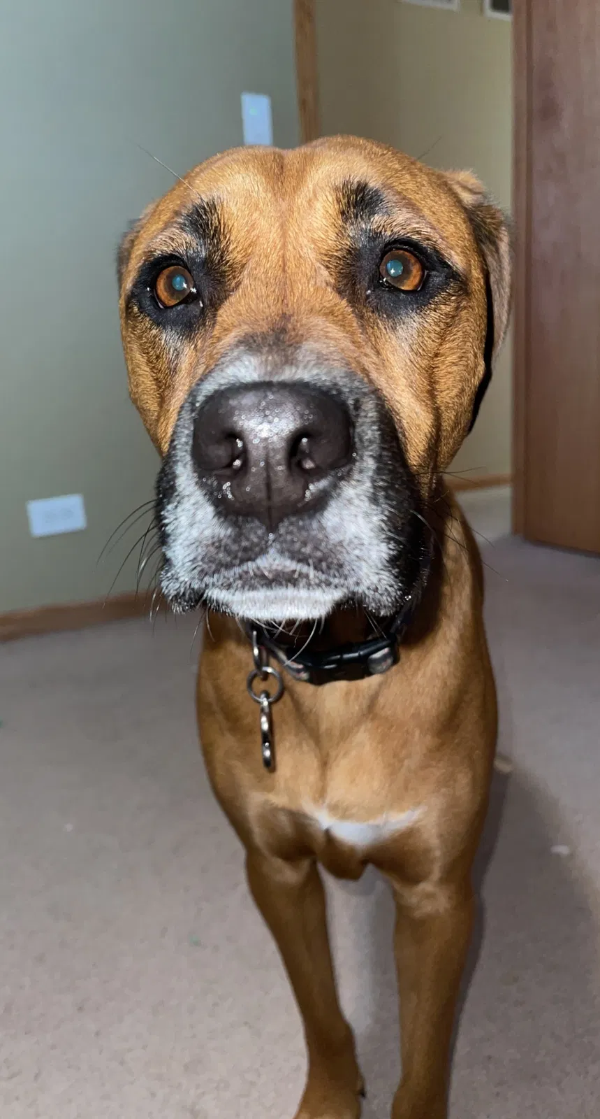 Lost dog in Carol Stream, IL, 60188