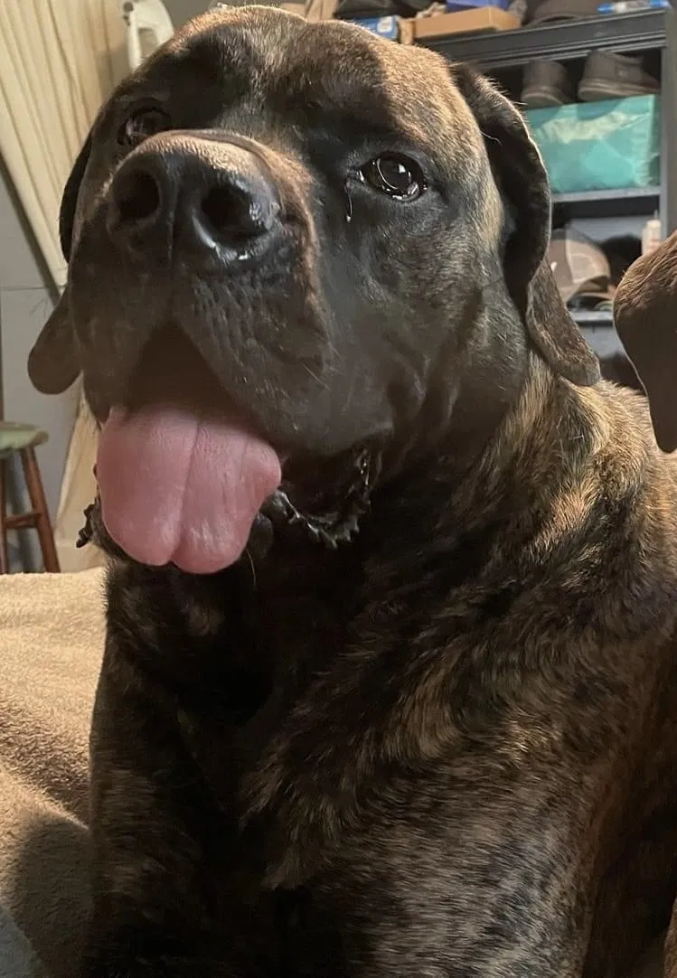 Lost dog in Elkhart, IN, 46514