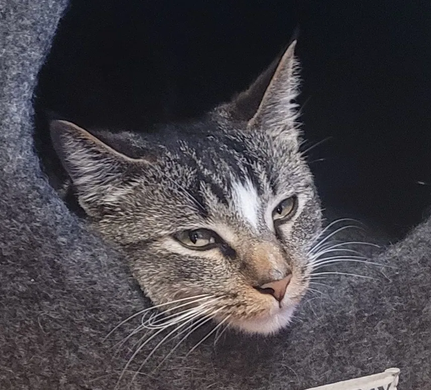 Lost cat in Tacoma, WA, 98405