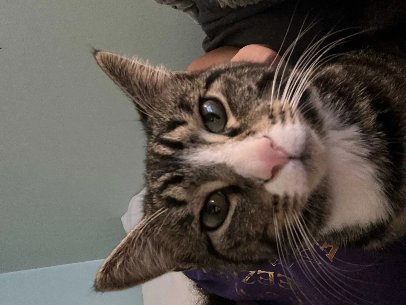 Lost cat in Atlanta, GA, 30360