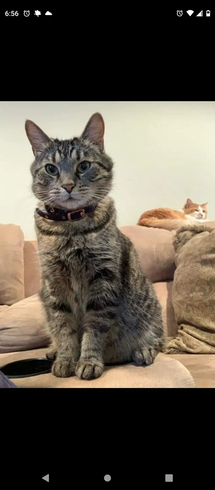 Lost cat in Grandview, MO, 64030