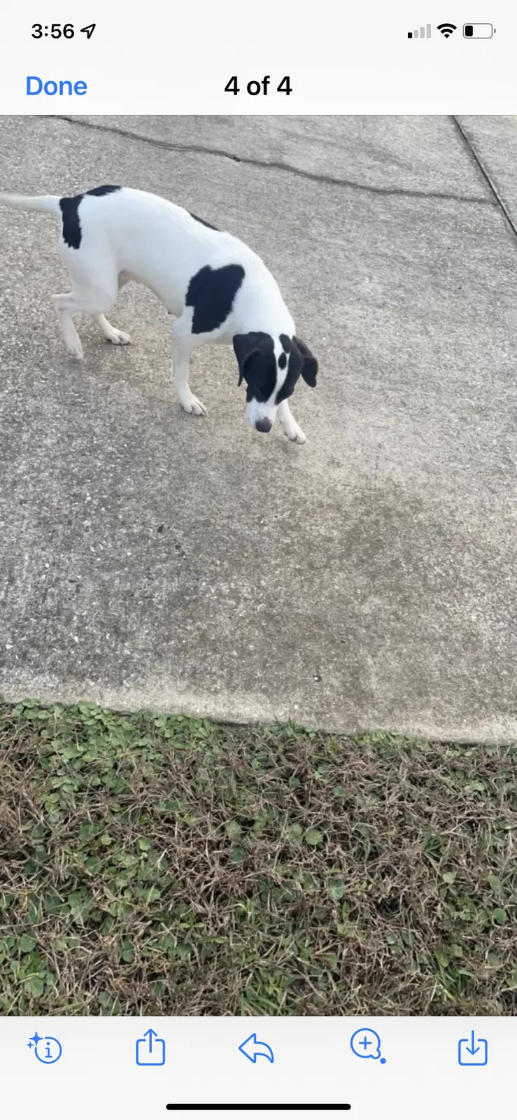 Found dog in Theodore, AL, 36582
