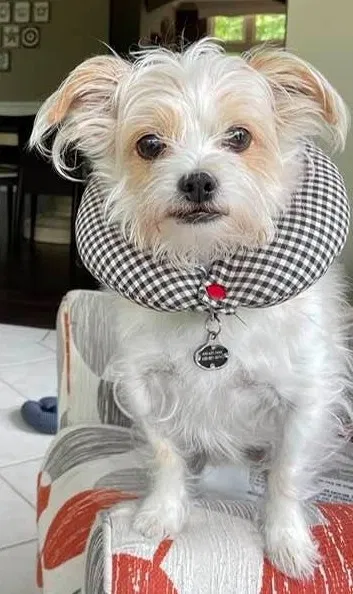 Lost dog in Lisle, IL, 60532