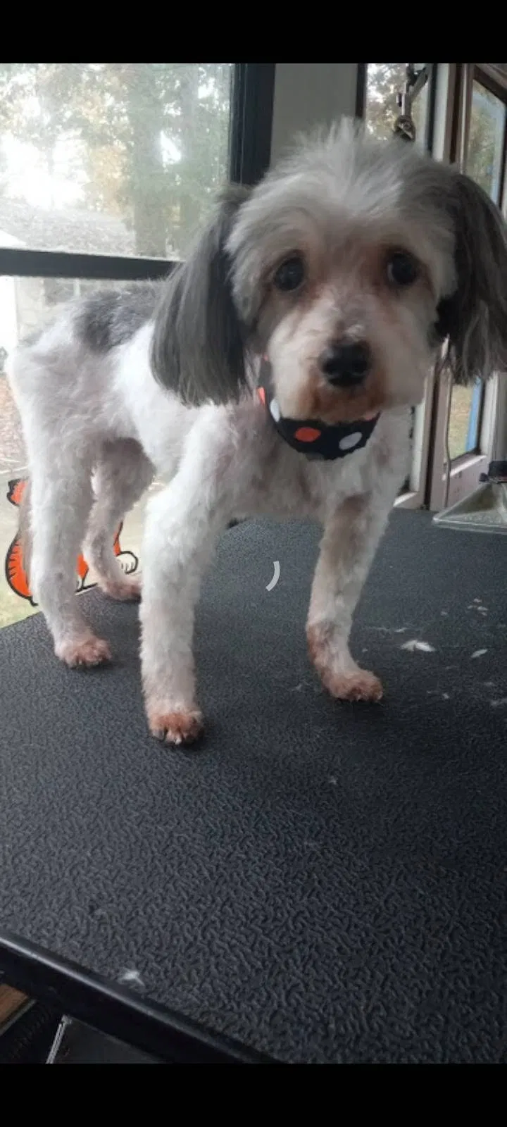 Lost dog in Blackwood, NJ, 8012