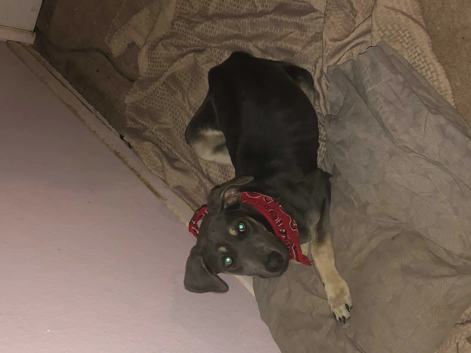 Lost dog in Adelanto, CA, 92301