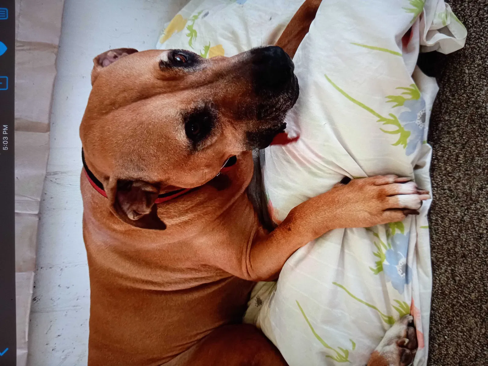 Lost dog in Punta Gorda, FL, 33980