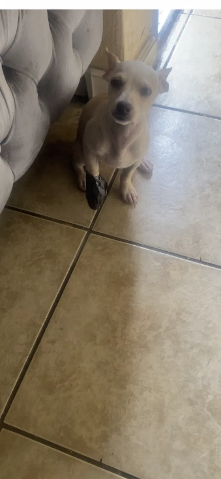 Lost dog in Fontana, CA, 92335