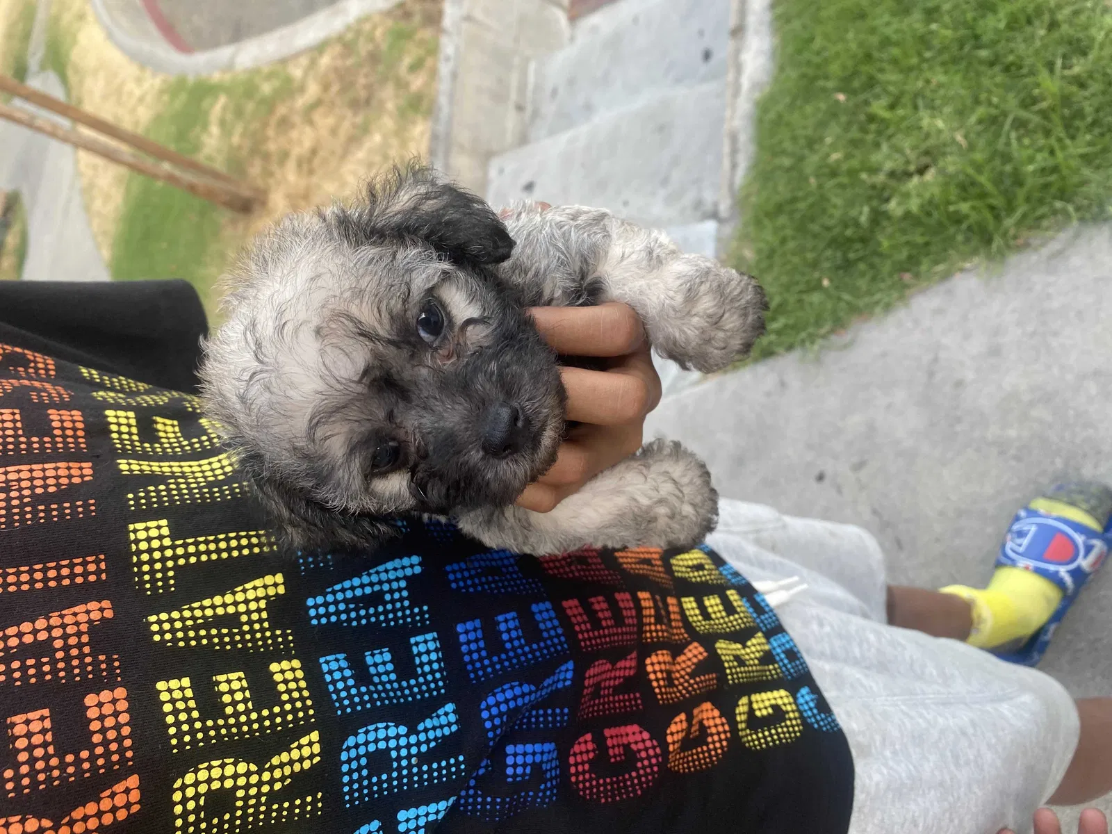 Lost dog in Fontana, CA, 92335