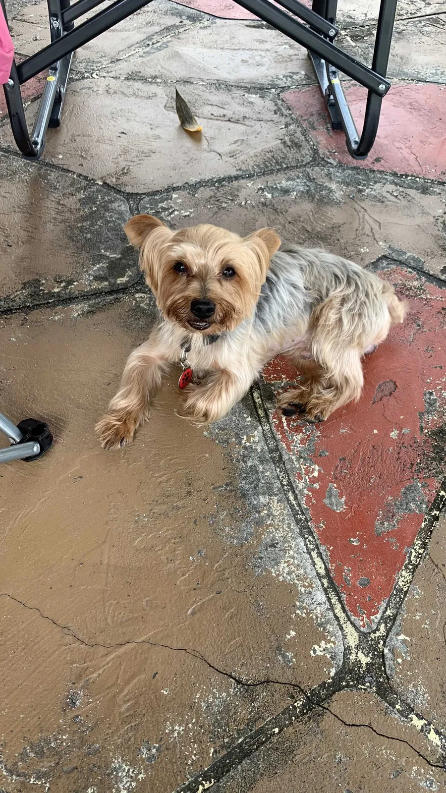 Lost dog in Homestead, FL, 33033