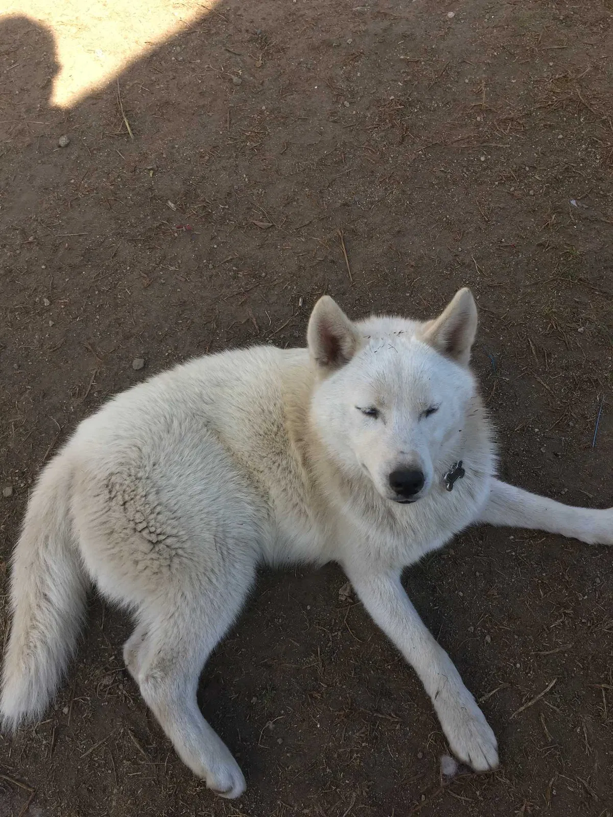 Lost dog in Inglewood, CA, 90301