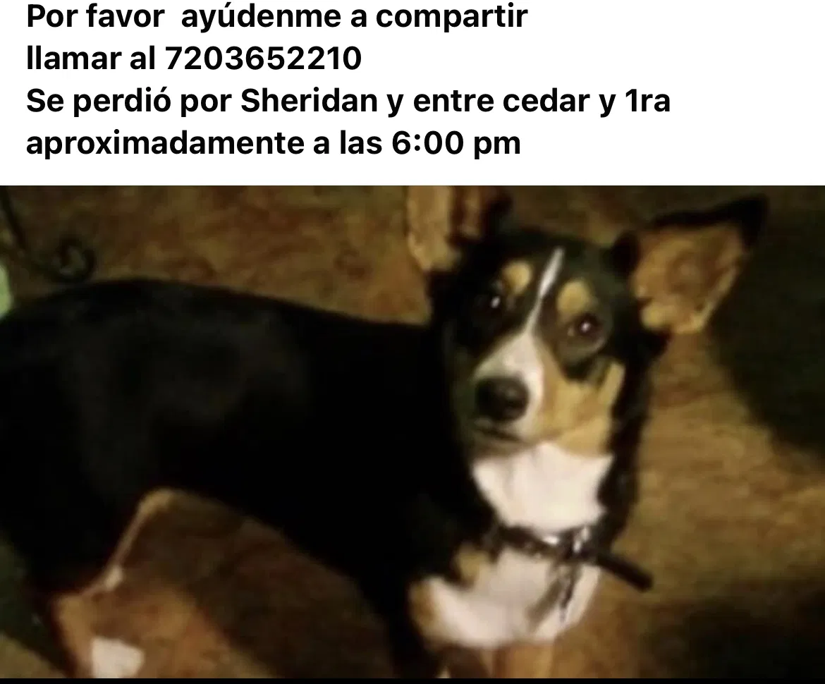 Lost dog in Denver, CO, 80226