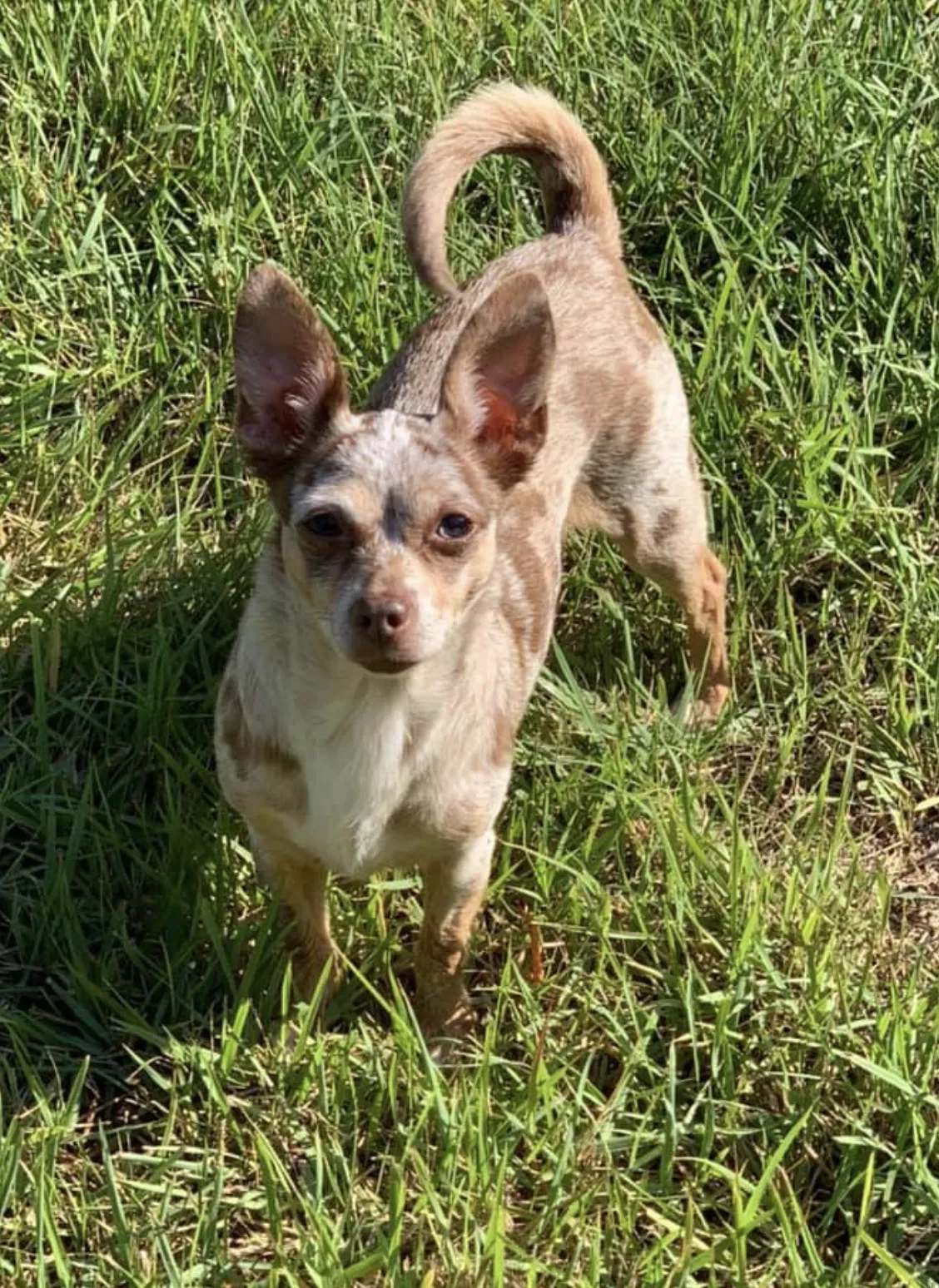 Lost dog in Broadway, NC, 27505