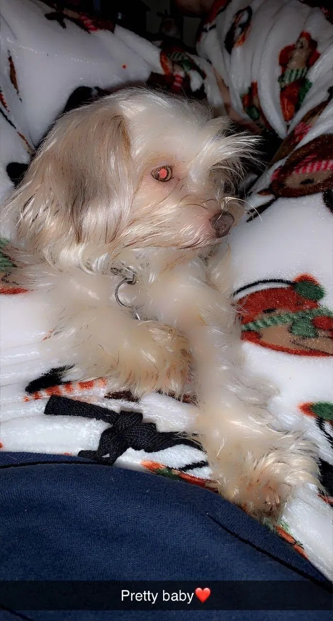 Lost dog in Gastonia, NC, 28052