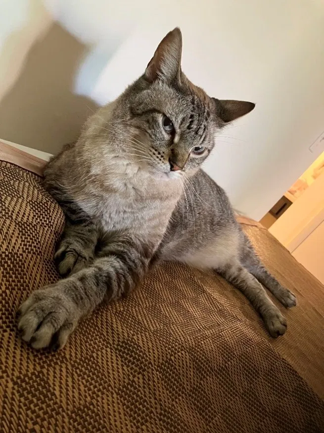 Lost cat in Ann Arbor, MI, 48105