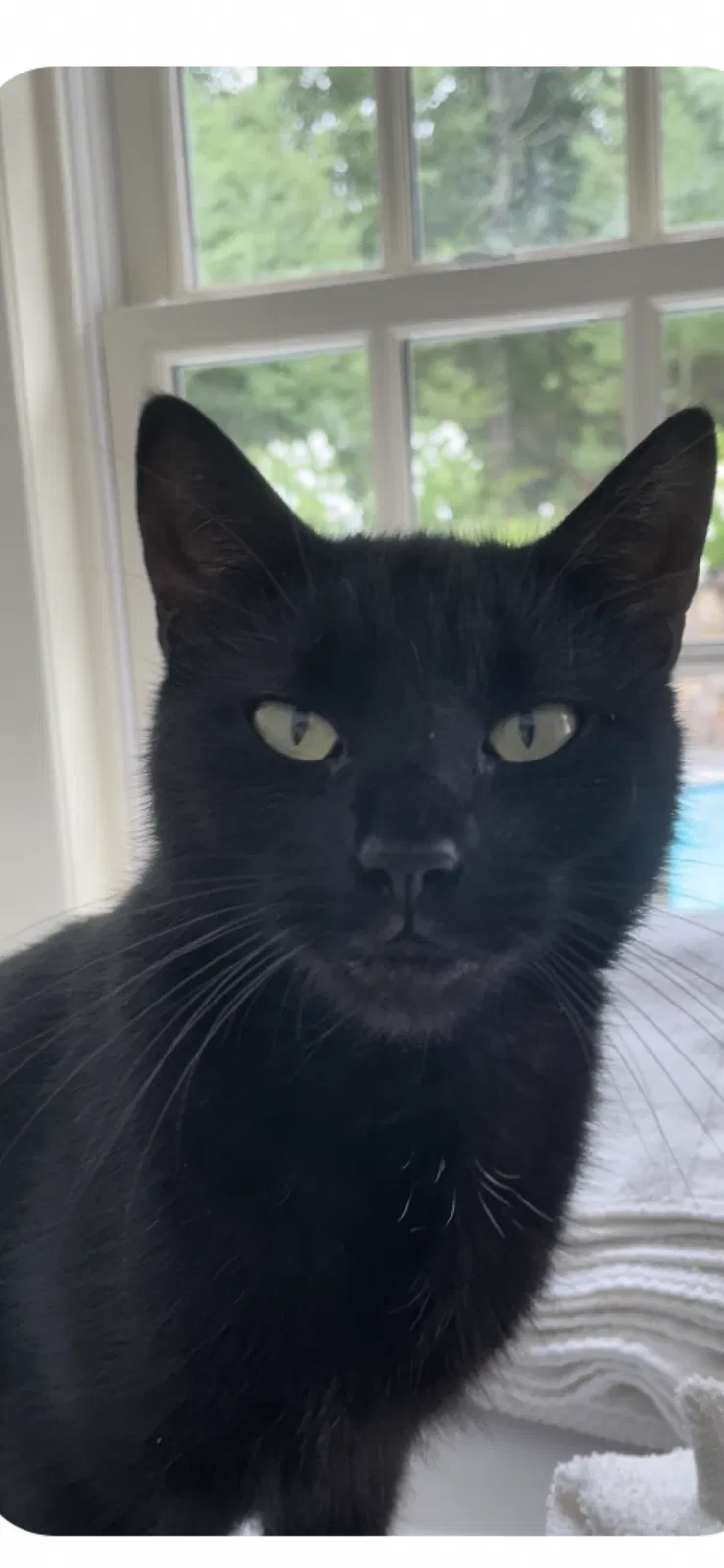 Lost cat in Medway, MA, 2053