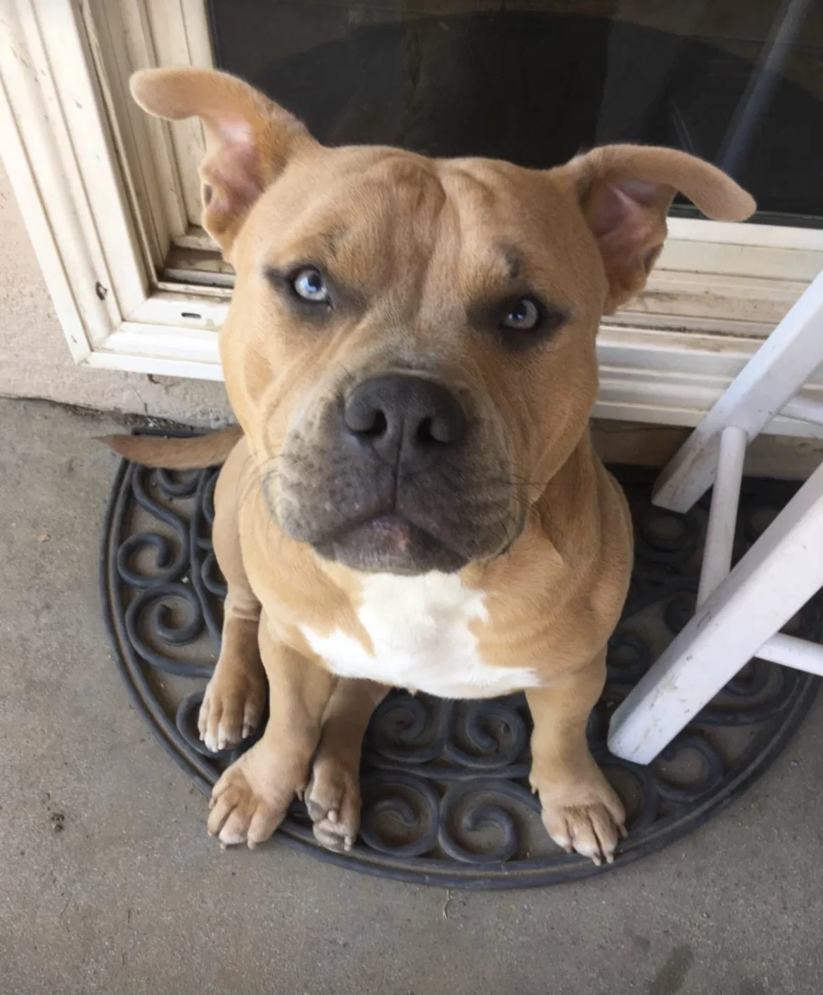 Lost dog in Modesto, CA, 95354