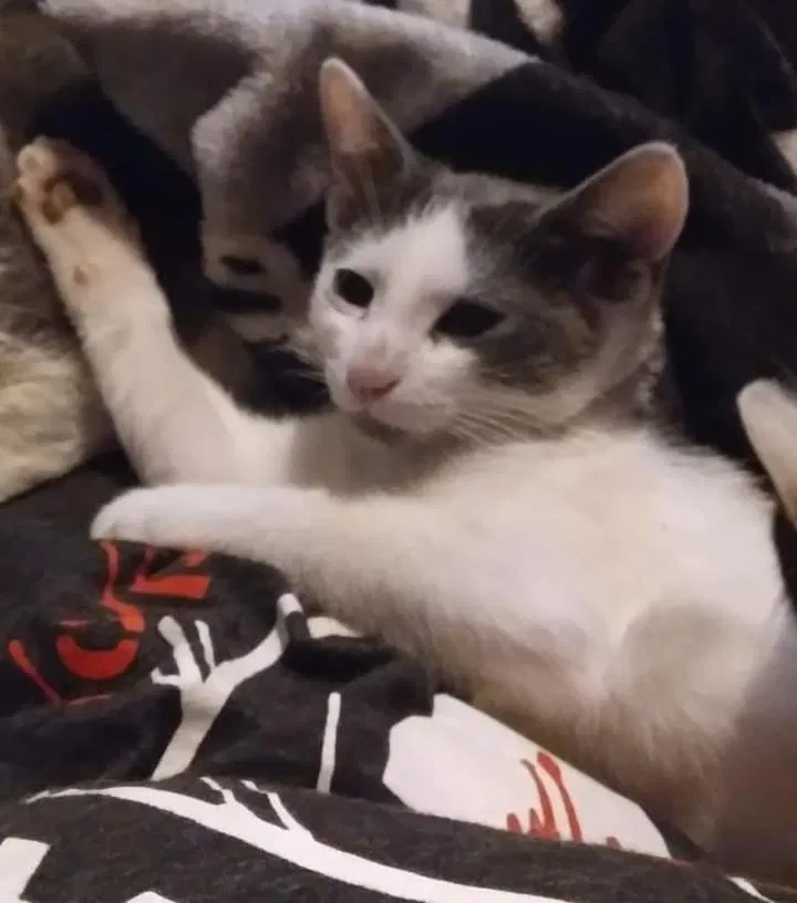 Lost cat in South Gate, CA, 90280