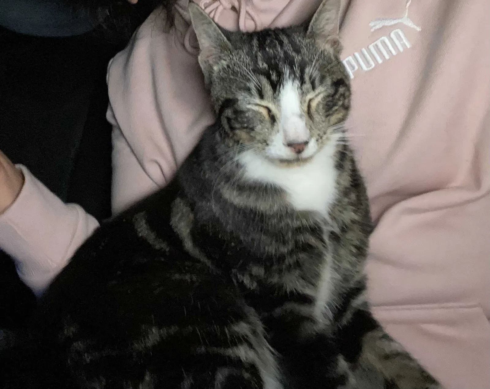 Found cat in Orlando, FL, 32828