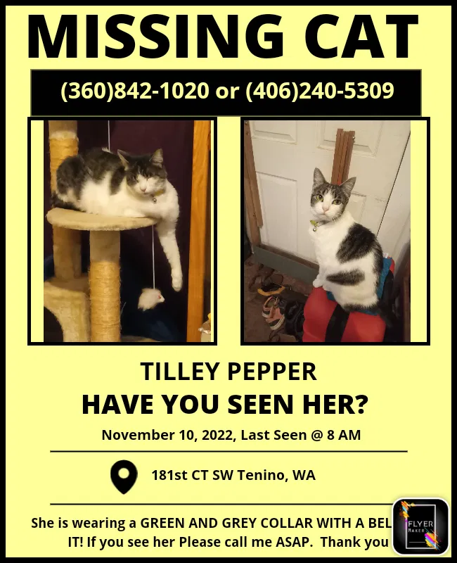 Lost cat in Tenino, WA, 98589