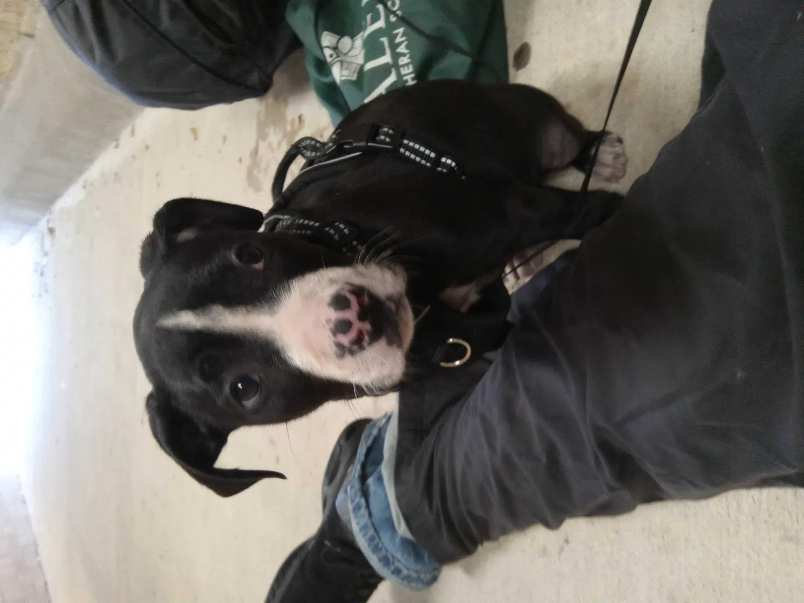 Lost dog in Tomball, TX, 77375