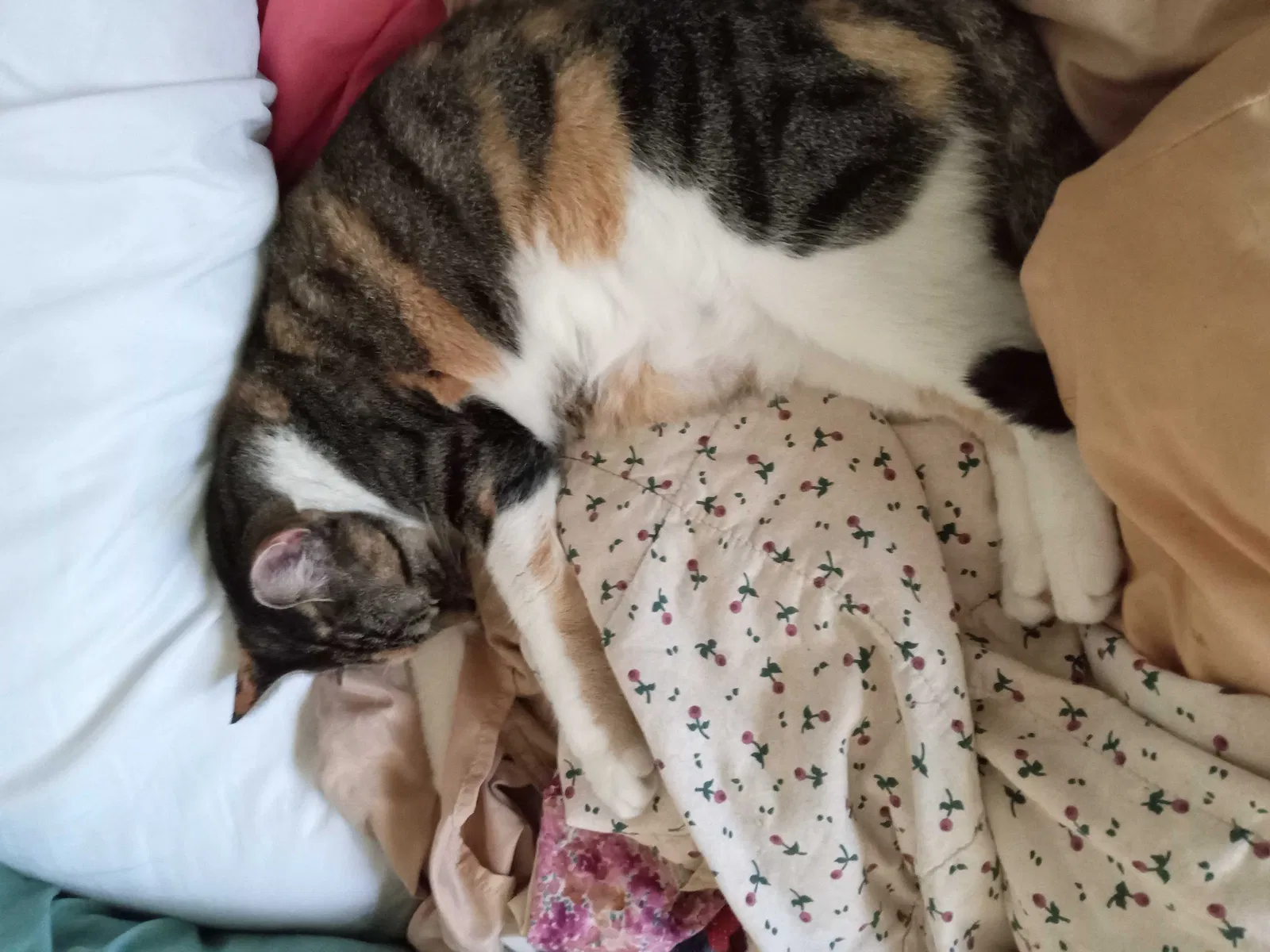 Lost cat in Fort Pierce, FL, 34951