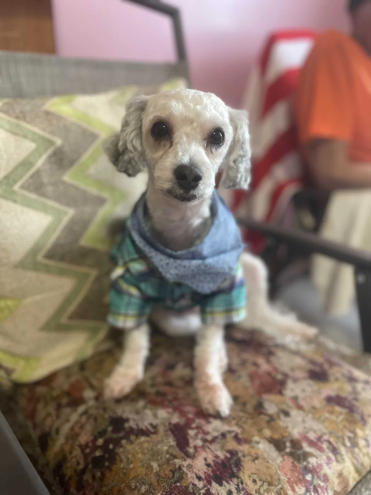 Lost dog in Chicago, IL, 60643