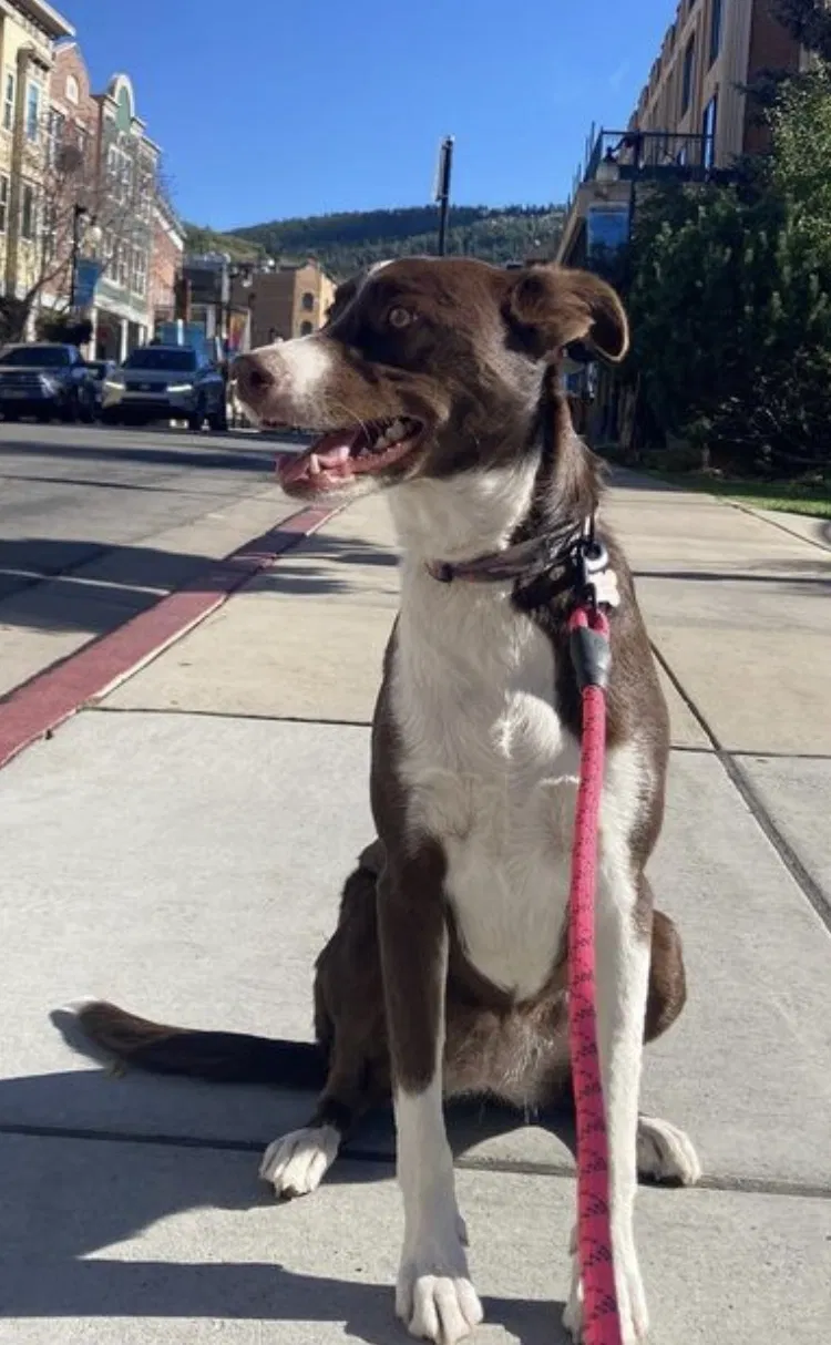 Lost dog in Salt Lake City, UT, 84119