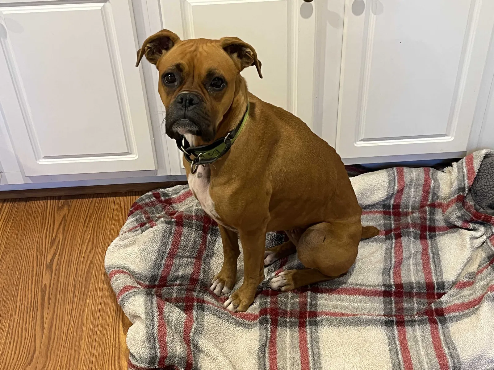 Found dog in Rocky Mount, NC, 27804