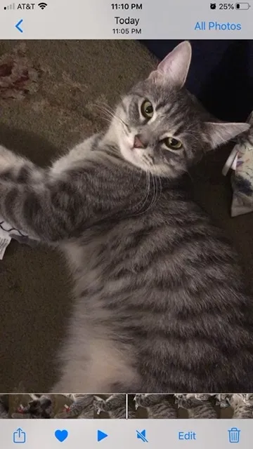 Lost cat in Binghamton, NY, 13901