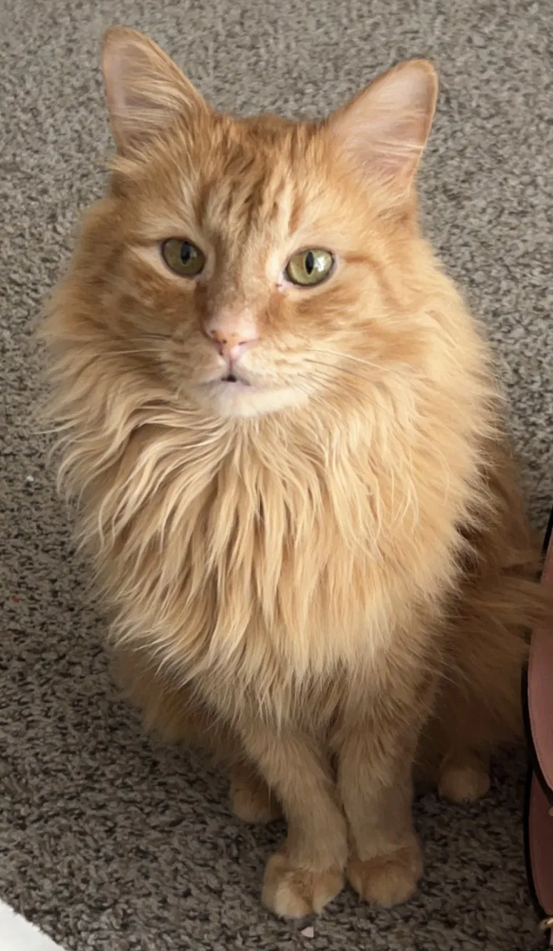 Lost cat in Colleyville, TX, 76034