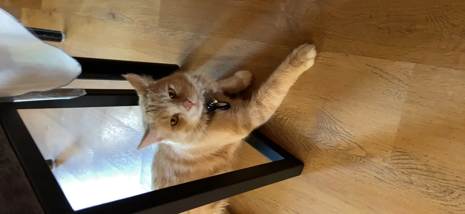 Lost cat in Lakewood, CA, 90712