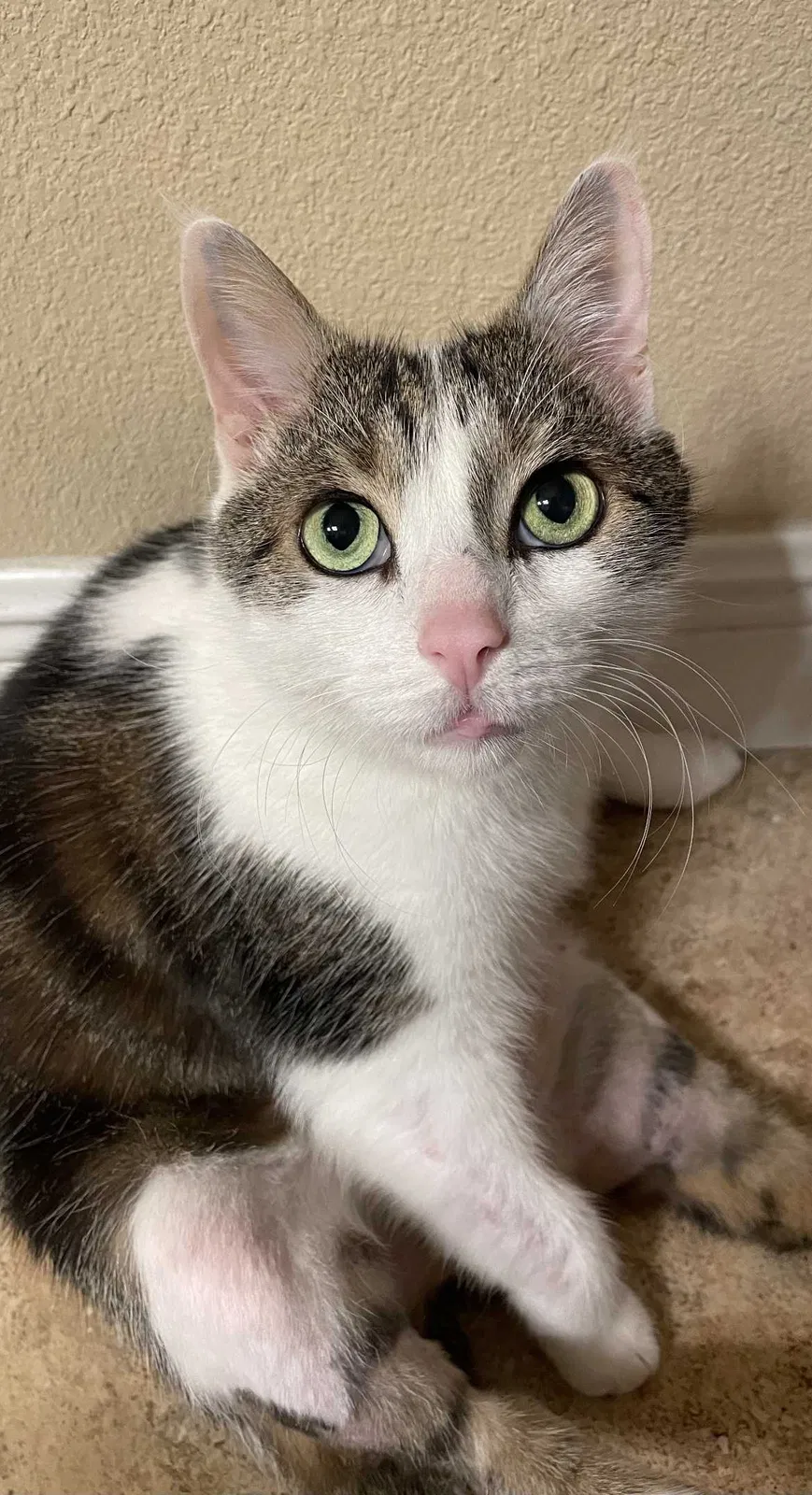 Lost cat in Lutz, FL, 33548