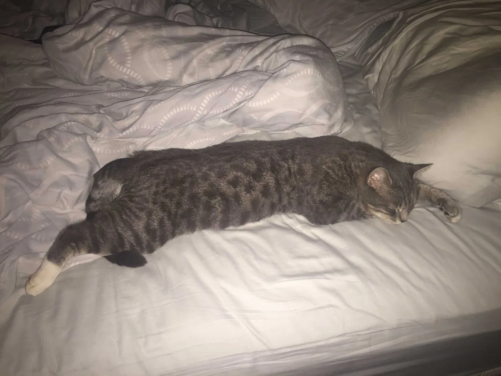 Lost cat in Charlotte, NC, 28205