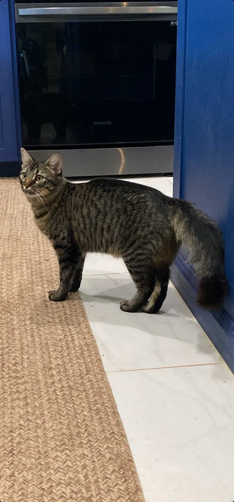 Lost cat in Cibolo, TX, 78108
