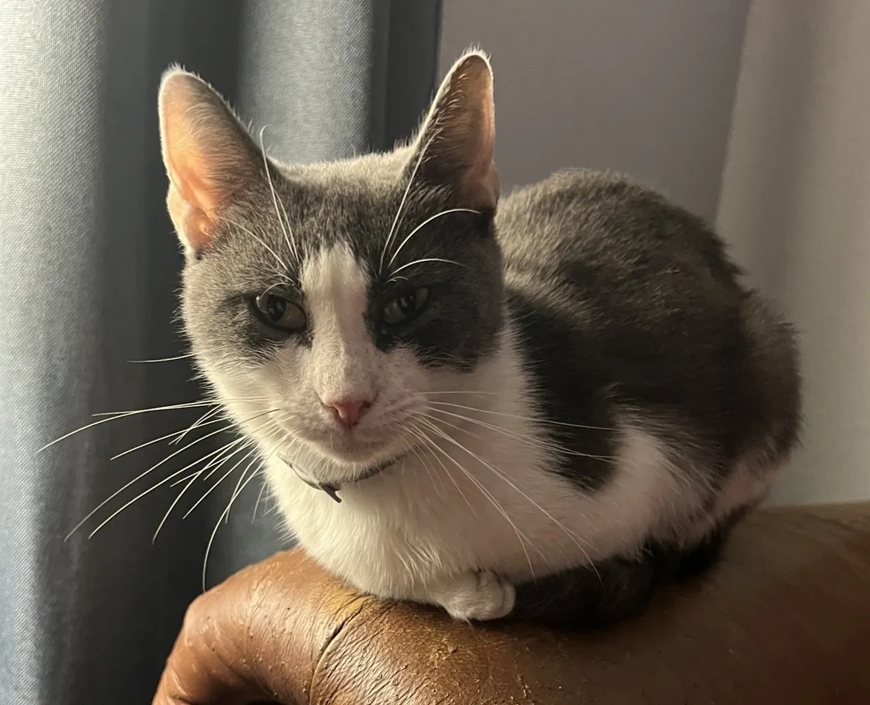 Lost cat in Mckinney, TX, 75069