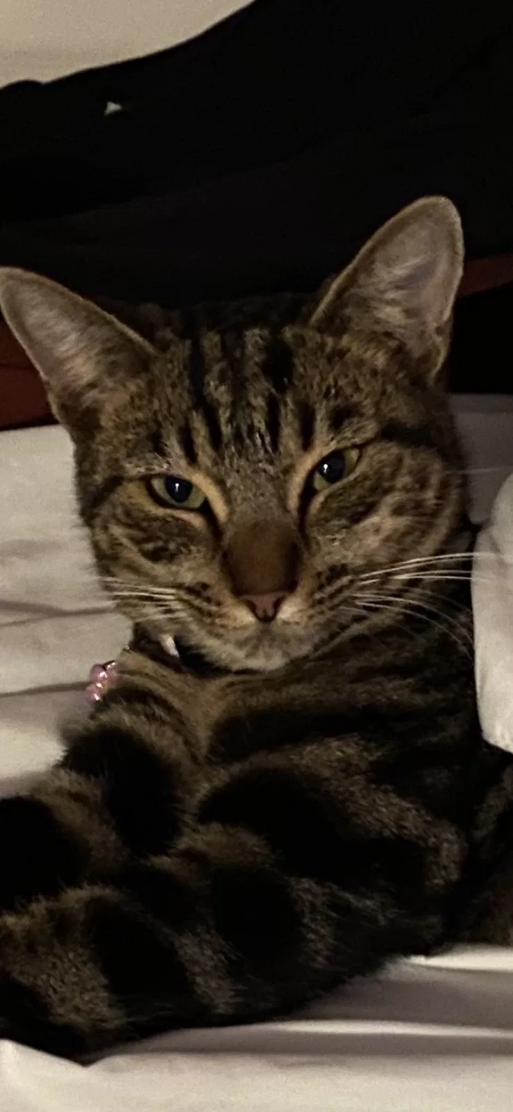 Lost cat in Arbuckle, CA, 95912