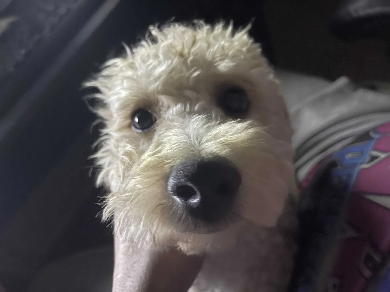 Lost dog in Kissimmee, FL, 34741