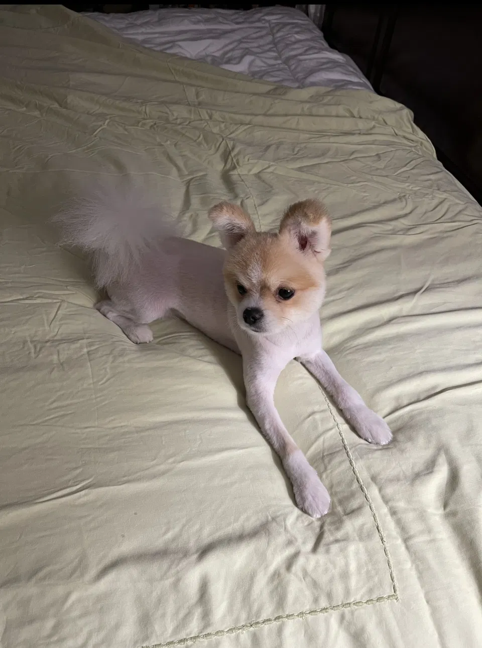 Lost dog in Fort Lauderdale, FL, 33309