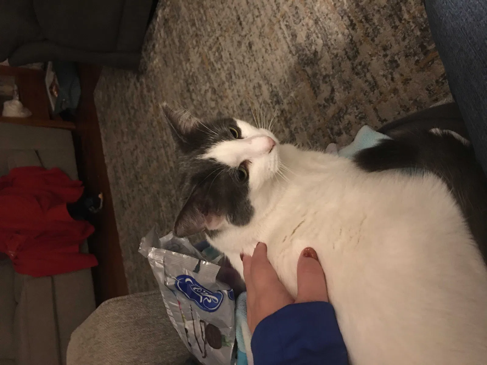 Lost cat in Indianapolis, IN, 46239