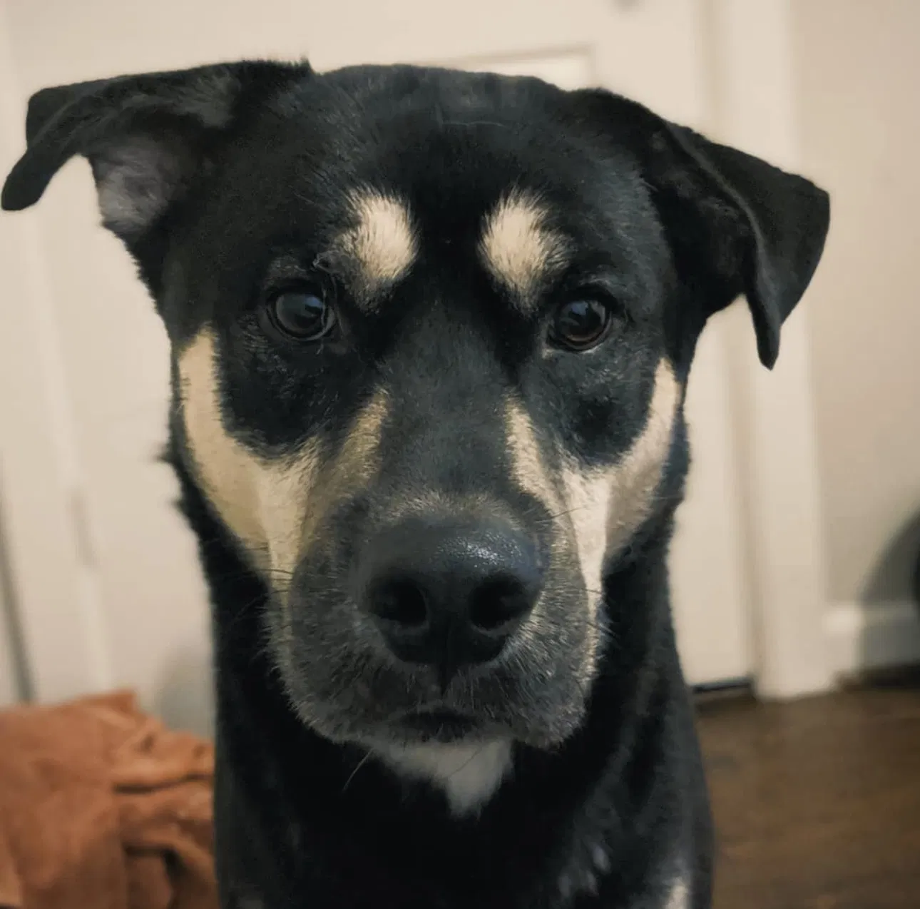 Lost dog in Richmond, TX, 77407