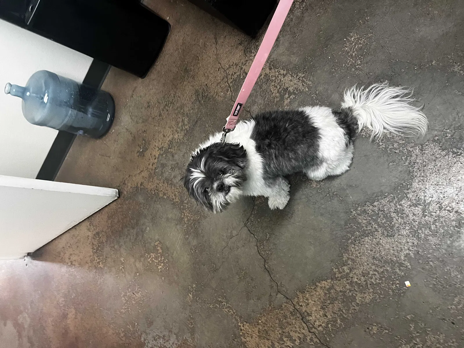 Lost dog in Ontario, CA, 91761