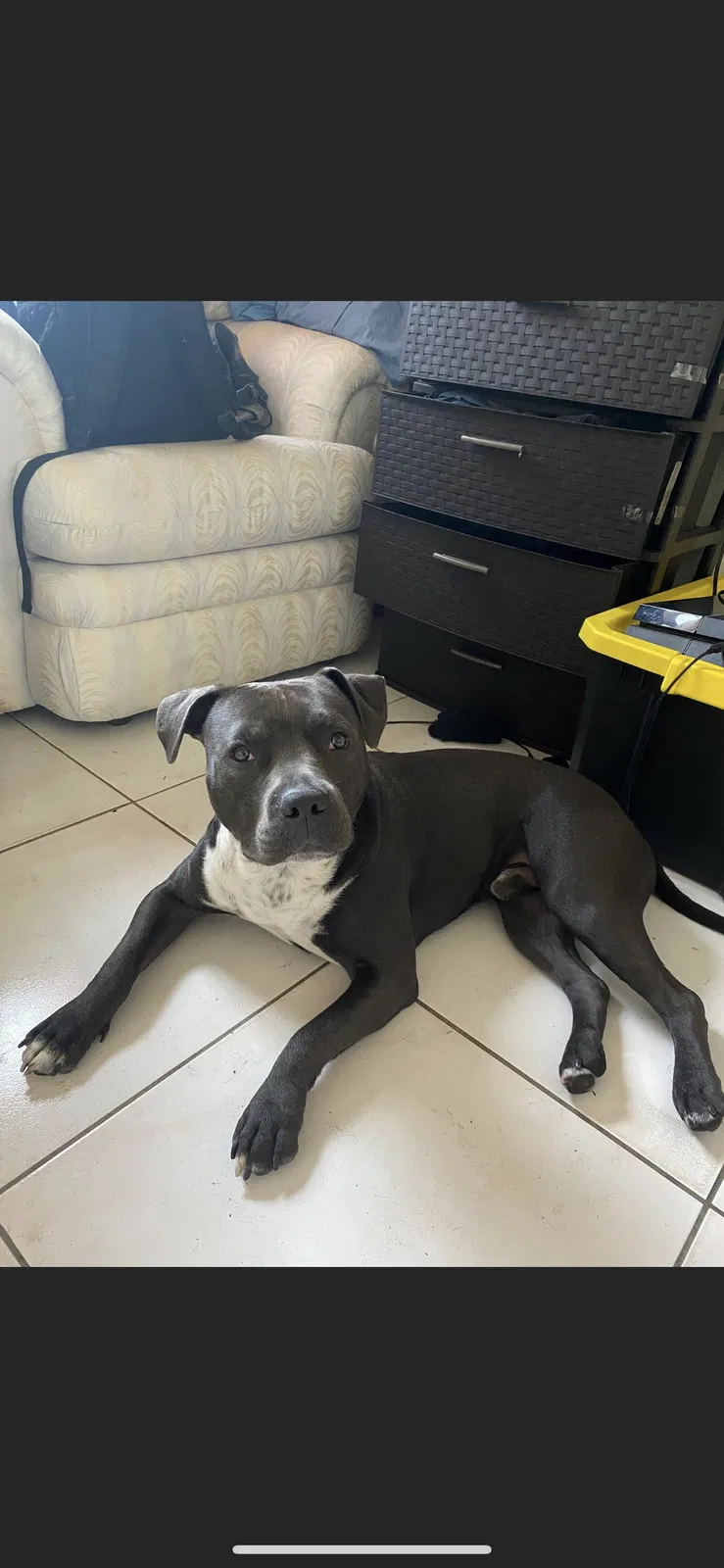 Lost dog in Baytown, TX, 77523