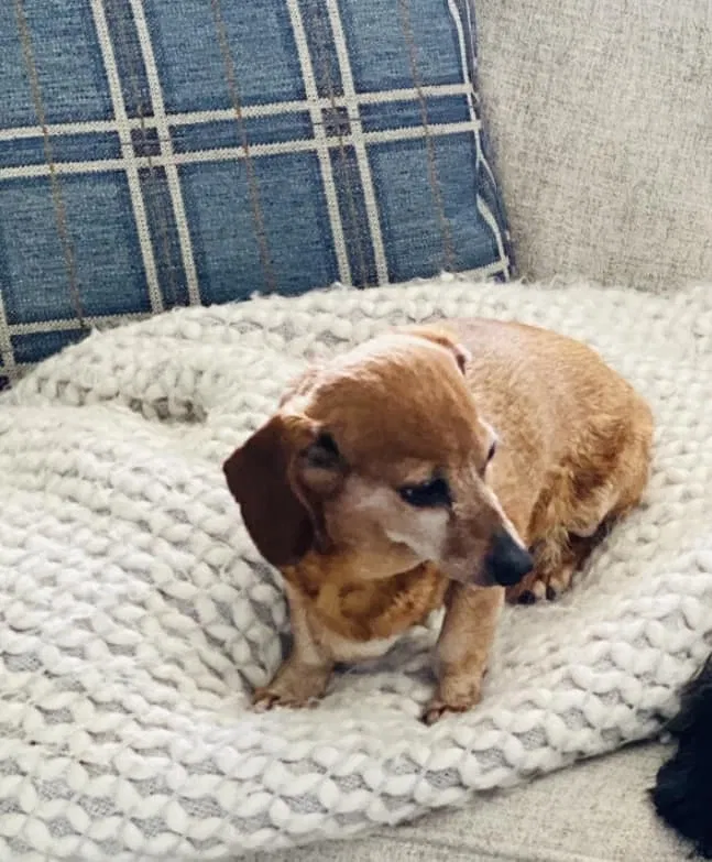 Lost dog in Daleville, IN, 47334