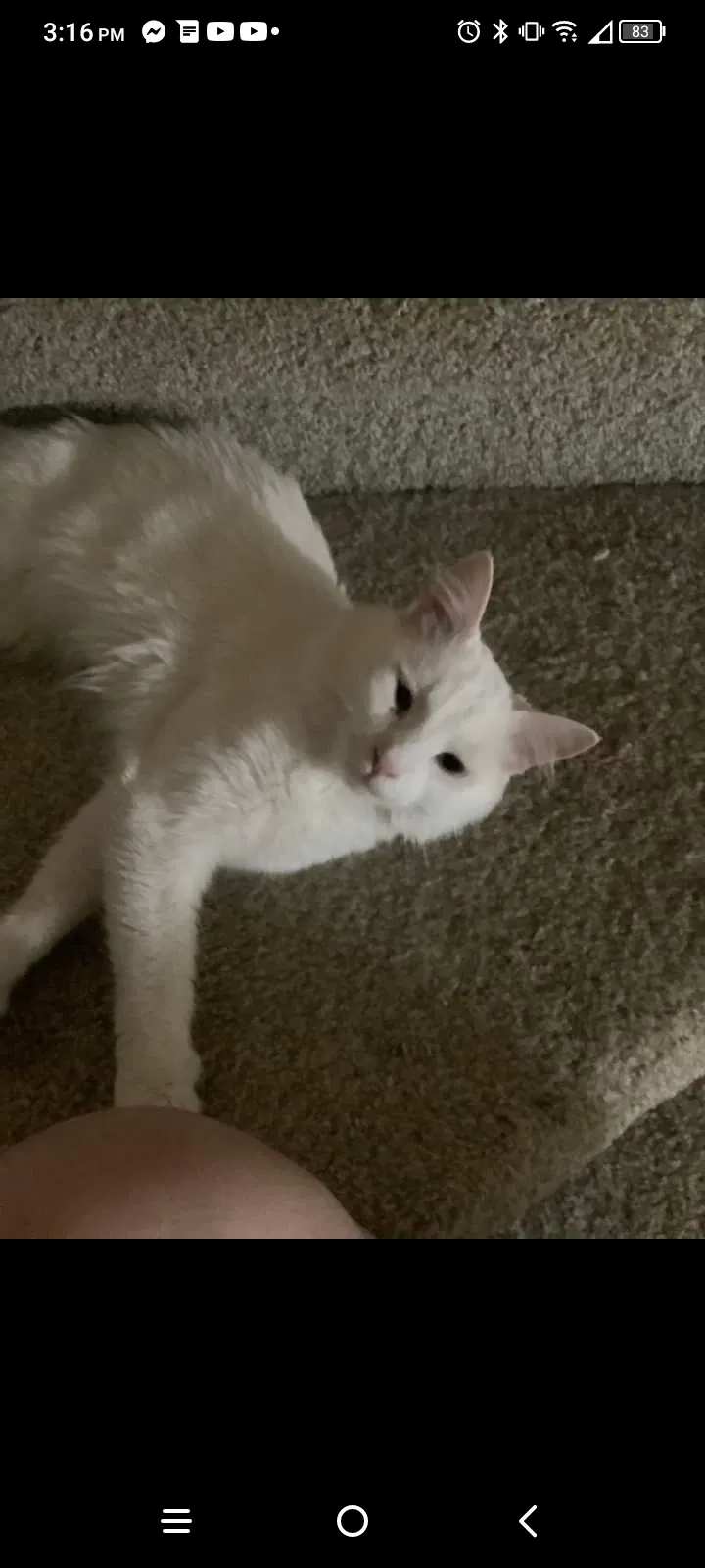 Lost cat in Seymour, TN, 37865