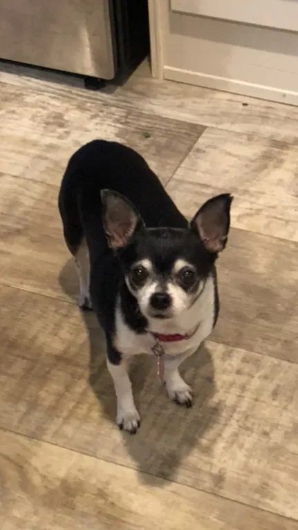 Lost dog in Sulphur, LA, 70665
