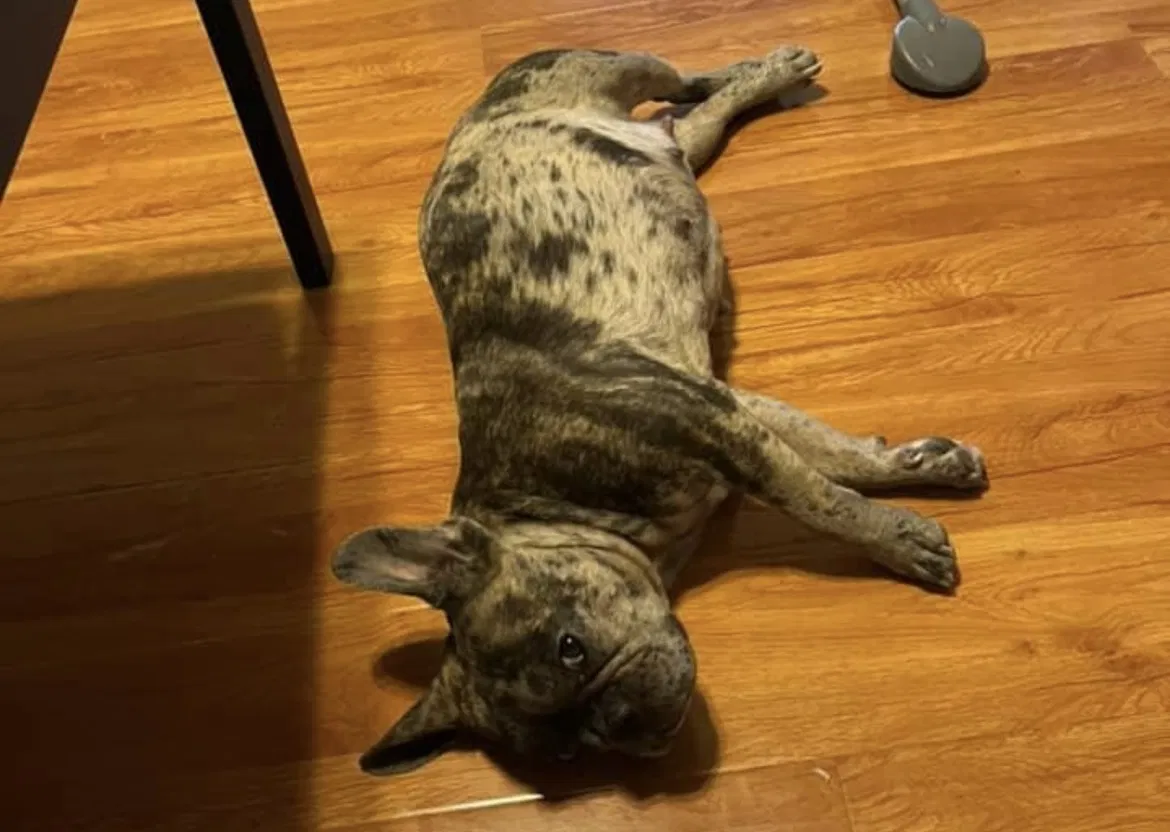 Lost dog in Las Vegas, NV, 89122