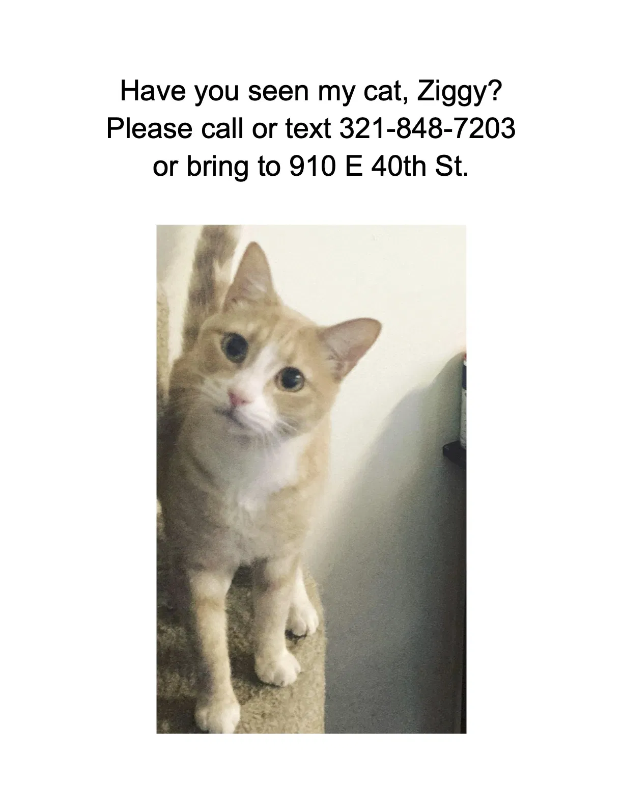 Lost cat in Savannah, GA, 31401