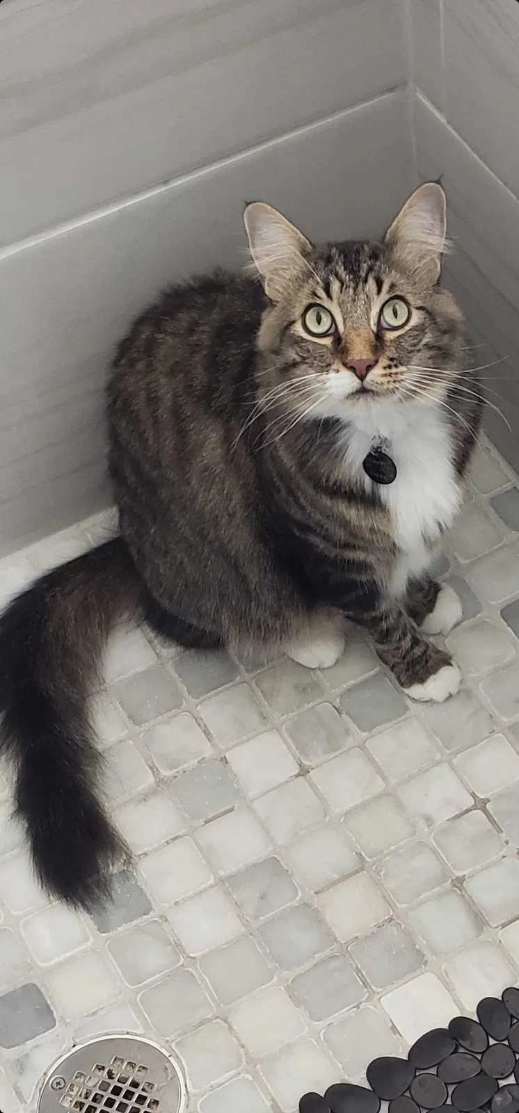 Lost cat in Mckinney, TX, 75071