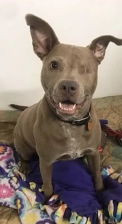 Lost dog in Indianapolis, IN, 46218