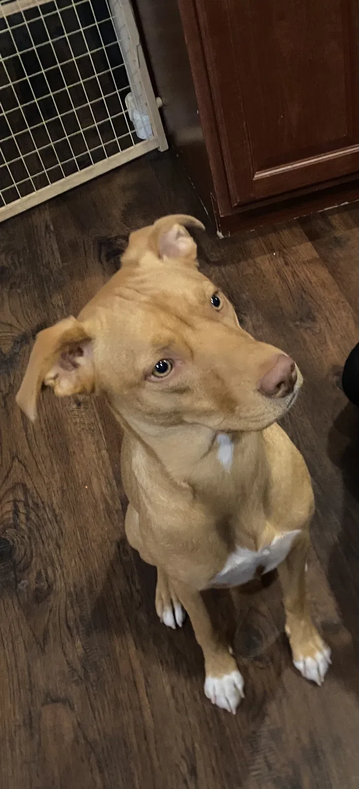 Lost dog in Tucson, AZ, 85757